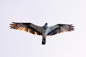 Adler_1.jpg