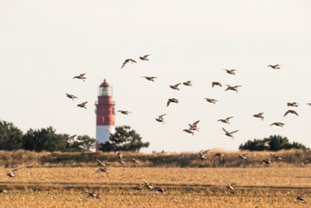 Voegel_Leuchtturm.jpg